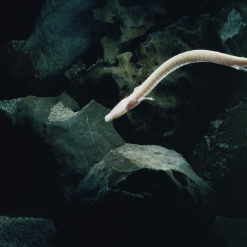 Esemplare di Proteus Anguinus.